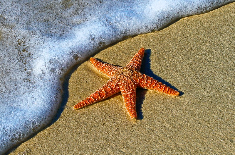 Starfish_Story_MentorEase_mentoring_software